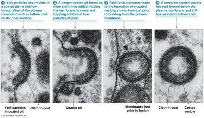 Clathrin triskelion structure