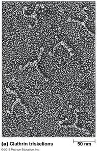 Model for assembly of clathrin triskelions into hexagons and pentagons