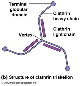 Clathrin triskelions electron micrograph