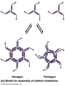 Clathrin-coated vesicles electron micrograph