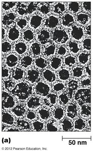 Clathrin coat structure diagram