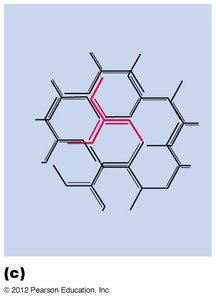Clathrin-coated vesicles in cell