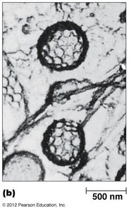 Clathrin coat structure diagram