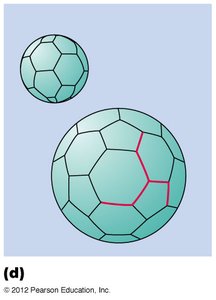 Autophagic vesicles with remnants of mitochondria