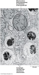 Lysosome functions and programmed cell death
