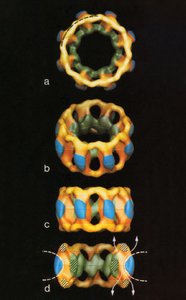 3D model of Xenopus laevis nuclear pore complex