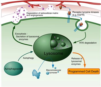 Peroxisome with crystalline core