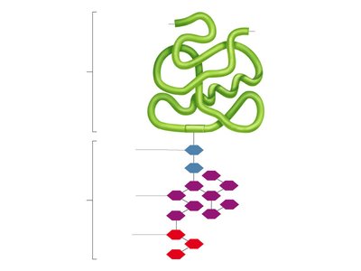 Core glycosylation in RER and signaling function of attached sugars