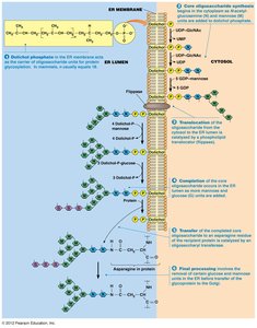 Mechanism of flippase action in membrane biosynthesis