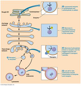 Sorting of lysosomal enzymes in Golgi and targeting to lysosomes