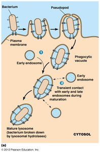SNARE protein-mediated vesicle fusion
