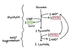 Lactate fermentation: conversion of pyruvate to lactate