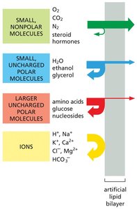 Permeability of molecules across an artificial lipid bilayer
