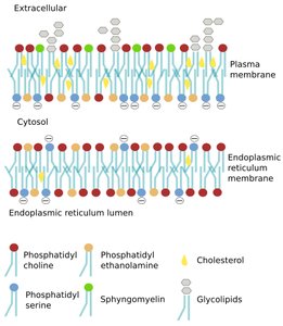 Asymmetric distribution of phospholipids in membranes