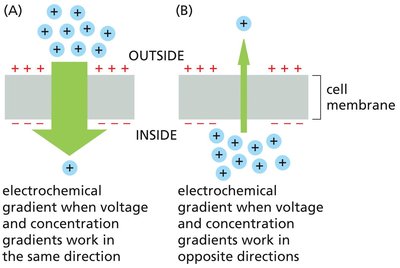 Electrochemical gradients: when voltage and concentration gradients work together or oppose each other
