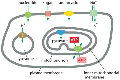 Different transporters in various cellular membranes