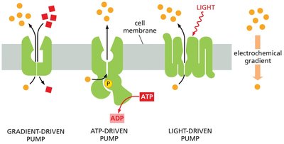 Types of active transport: gradient-driven, ATP-driven, and light-driven pumps