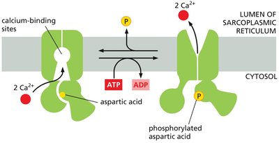 Mechanism of the Ca2+ ATPase pump in the sarcoplasmic reticulum
