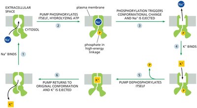 Stepwise conformational changes of the Na+/K+ pump
