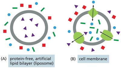 Comparison of protein-free artificial lipid bilayer and cell membrane with transport proteins
