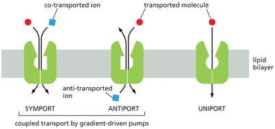 Symport, antiport, and uniport mechanisms in coupled transport