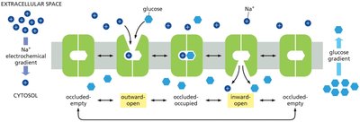 Mechanism of the glucose-Na+ symporter