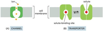 Channel vs. transporter mechanisms
