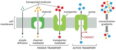Types of membrane transport: simple diffusion, channel-mediated, transporter-mediated, and active transport