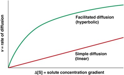 Graph comparing rates of simple and facilitated diffusion