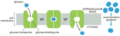 Mechanism of glucose facilitated diffusion via glucose transporter