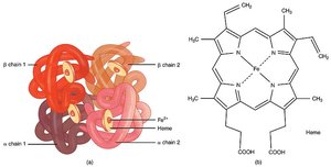 Structure of hemoglobin showing heme prosthetic group