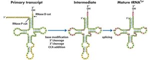 Processing of tRNA by ribonuclease P