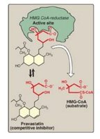 Competitive inhibition of HMG CoA-reductase by statins