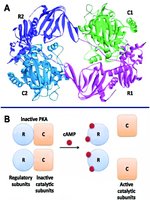 Structure and regulation of allosteric enzyme Protein Kinase A