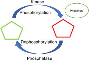 Cycle of phosphorylation and dephosphorylation