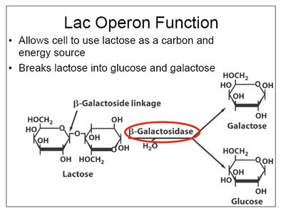 Lac operon function and β-galactosidase activity