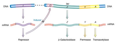 Lac operon structure and gene products