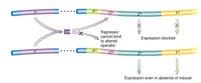 Lac operon mutations and effects on gene expression