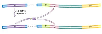 Lac operon repressor mutations