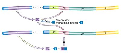 Lac operon superrepressor mutations