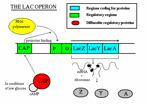 CAP-cAMP positive control of the lac operon