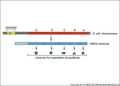 trp operon structure and regulation