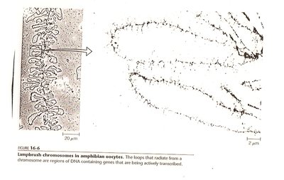 Chromatin structure and gene regulation