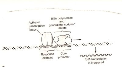 Epigenetic regulation of chromatin