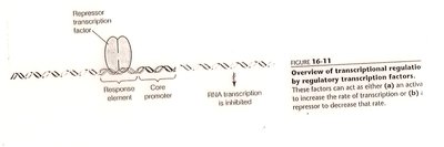 Activator transcription factor and RNA polymerase