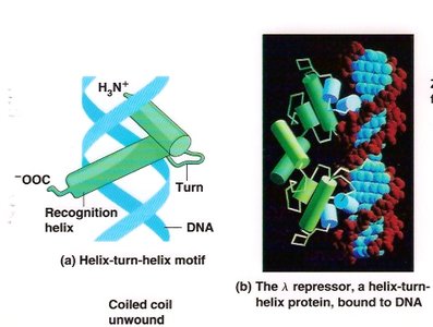 Repressor transcription factor and RNA polymerase