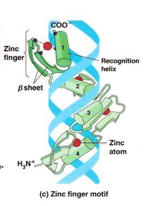 Helix-turn-helix motif