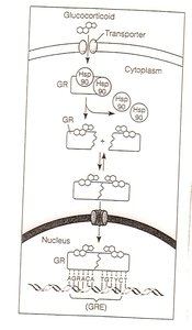Leucine zipper and helix-loop-helix motifs