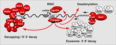 mRNA decay pathways