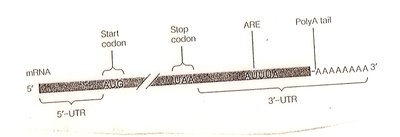 miRNA biogenesis and function